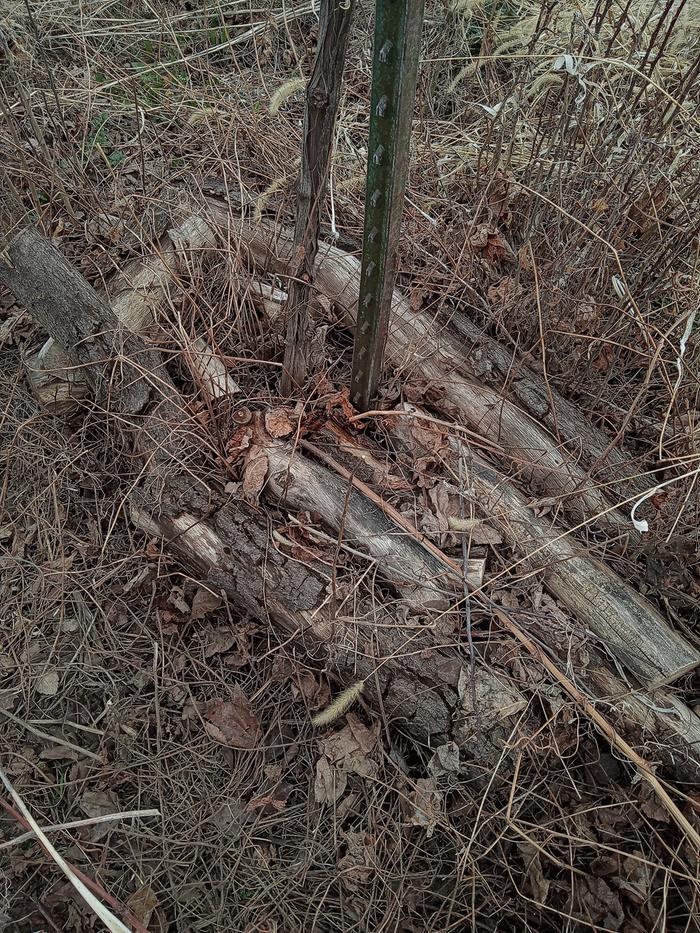 adding logs around grapes—surface only—not hugelculture