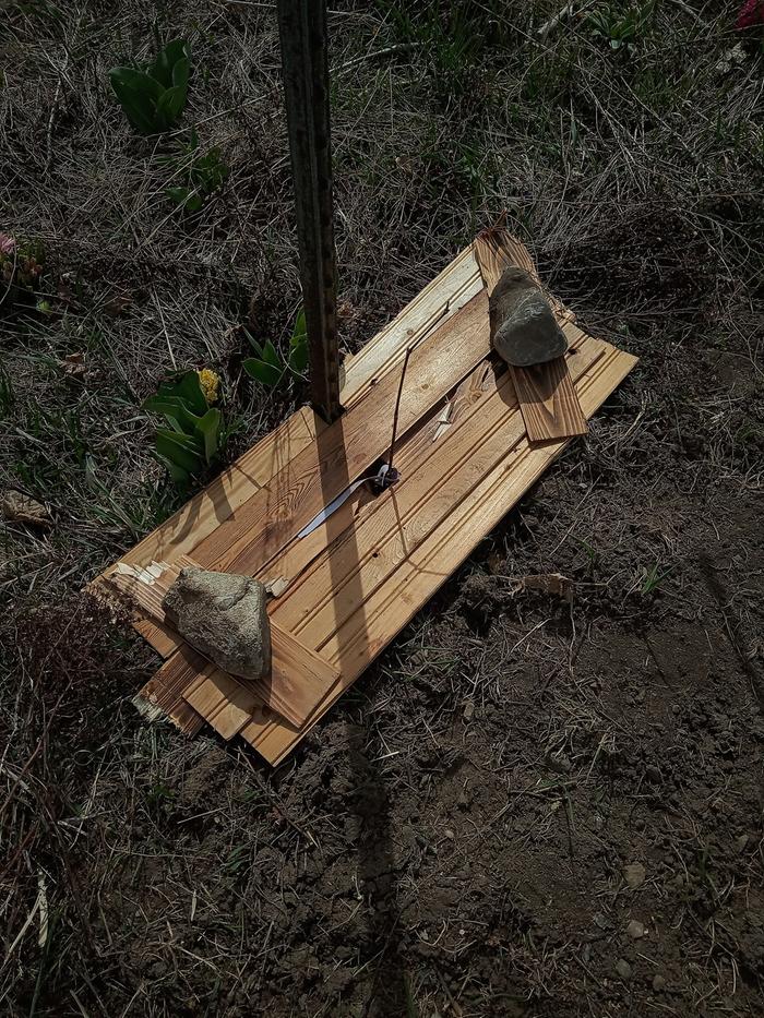 mulching grapes with wooden flooring