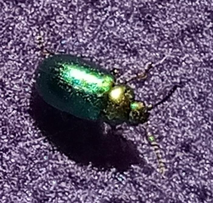 dock beetle