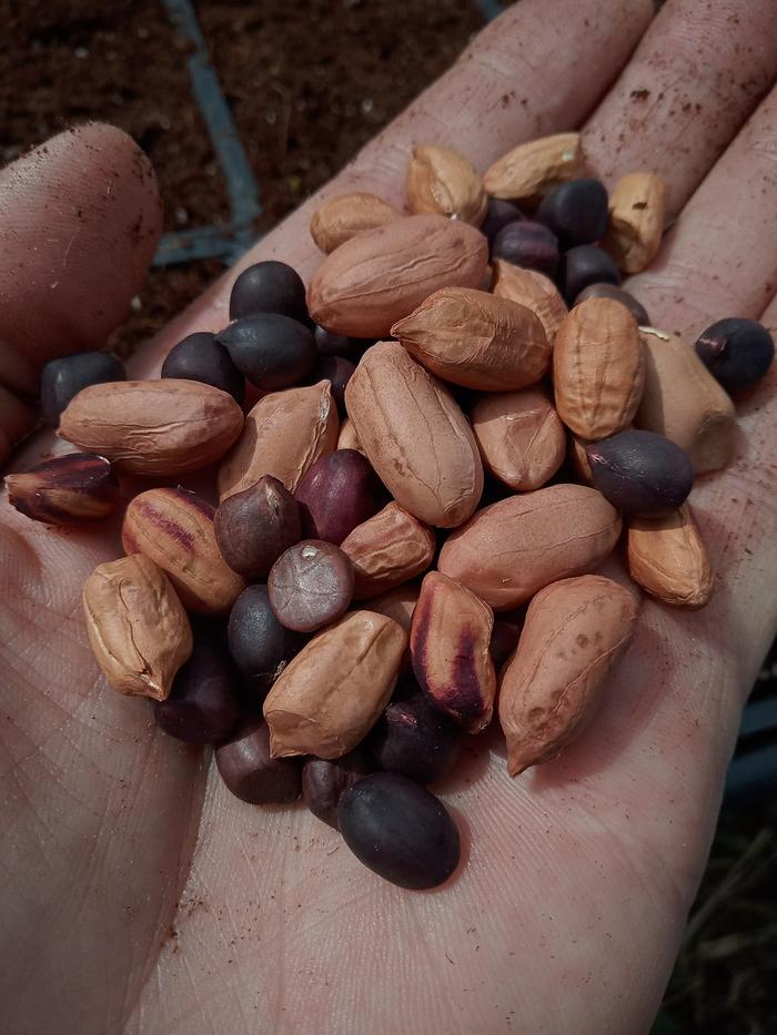 First time with peanuts