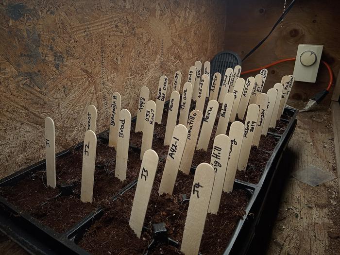 Totally Tasty Tomatoes