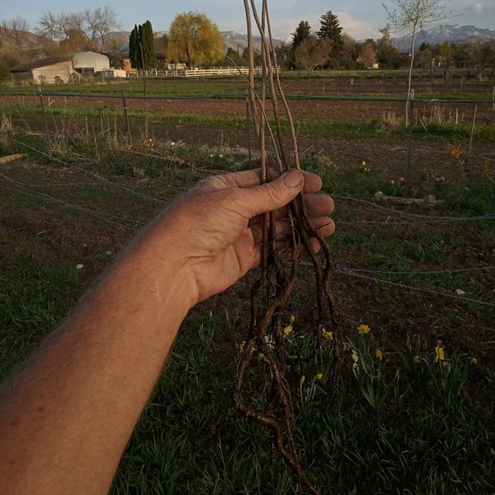 persimmon seedlings