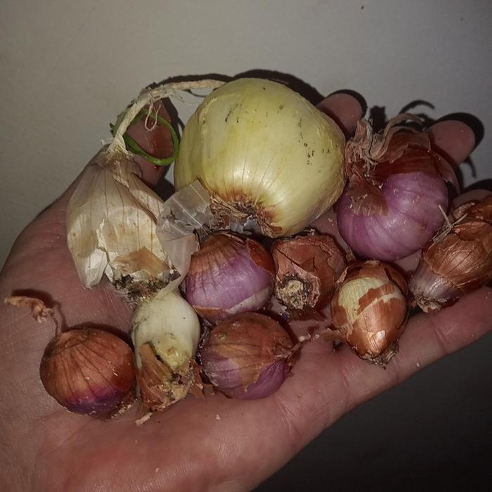 long-keeping onions