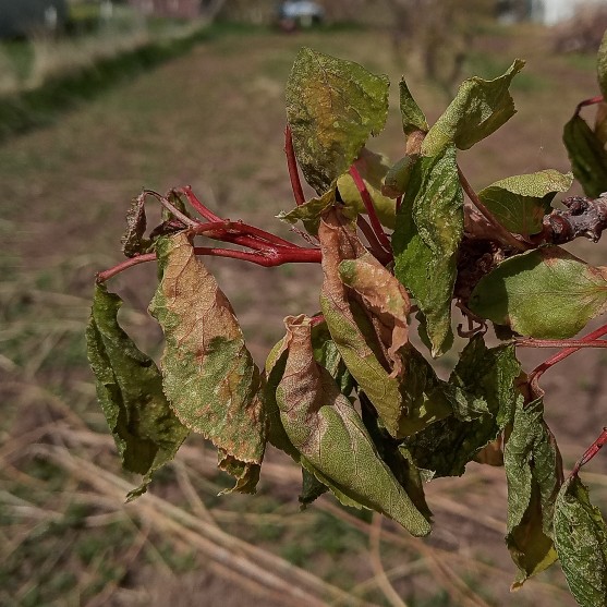 frost damage to apricot