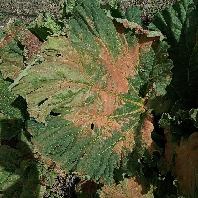 frost damage to rhubarb