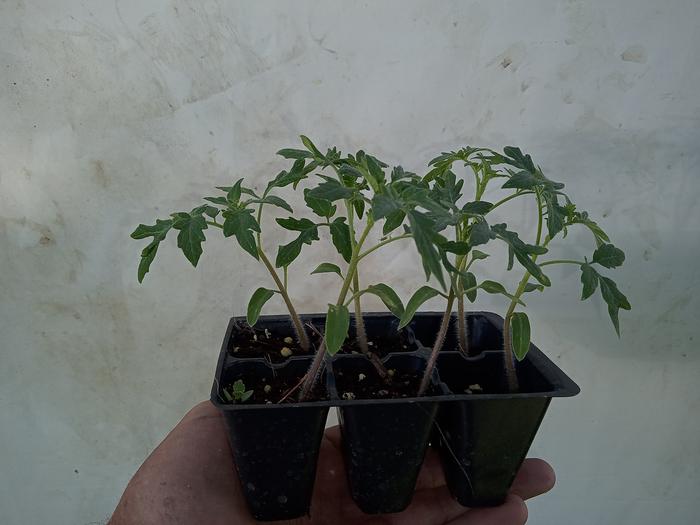 Jagodka tomato