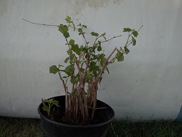 Grape cuttings