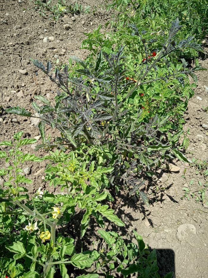 Purple leaved tomato