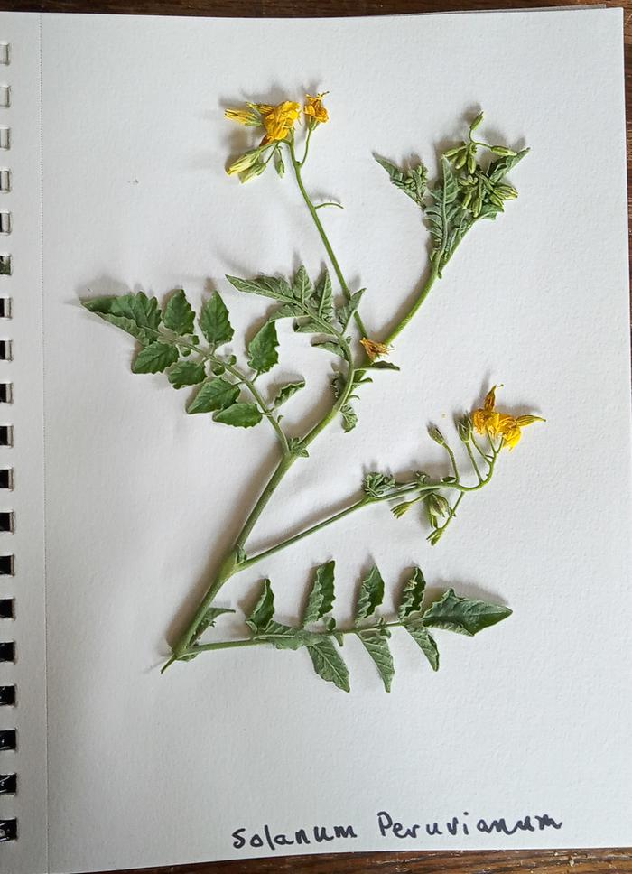 Wild tomato solanum peruvianum