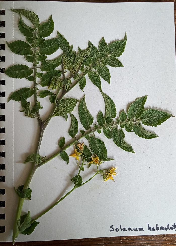Wild tomato solanum habrochaites
