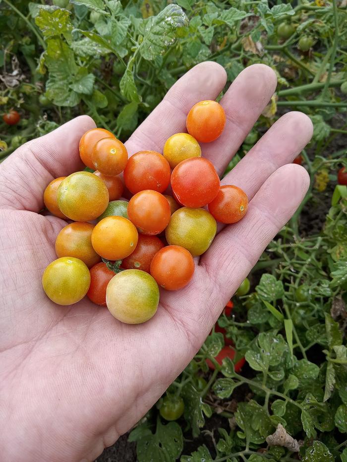 50% solanum pimpinellifolium plus 3 other species