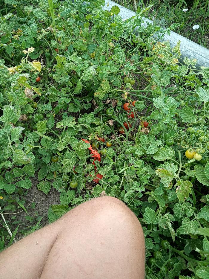 Island Dwarf Tomato