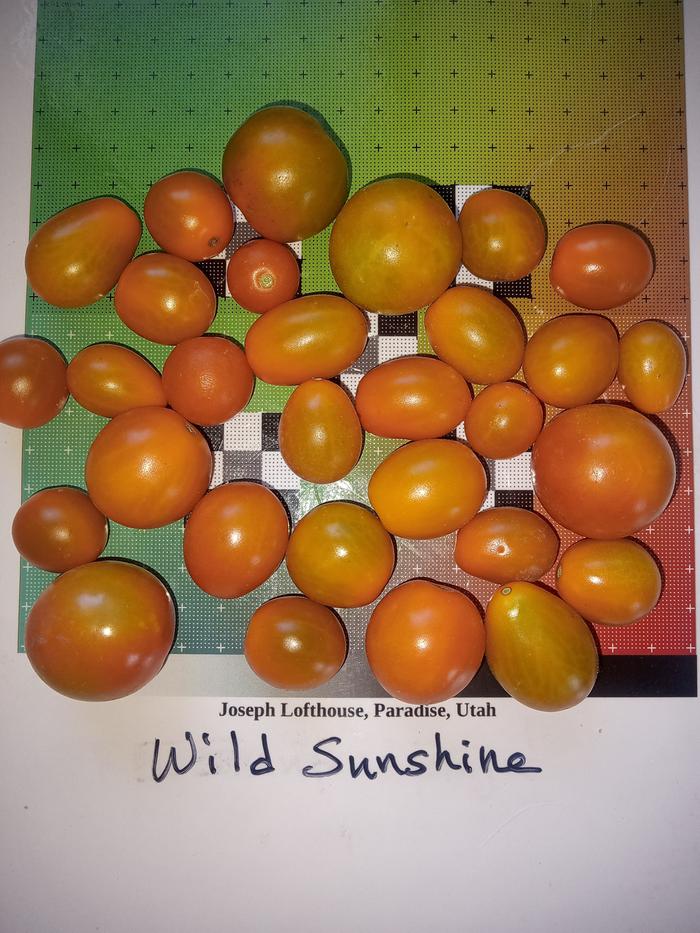 wild Sunshine tomato