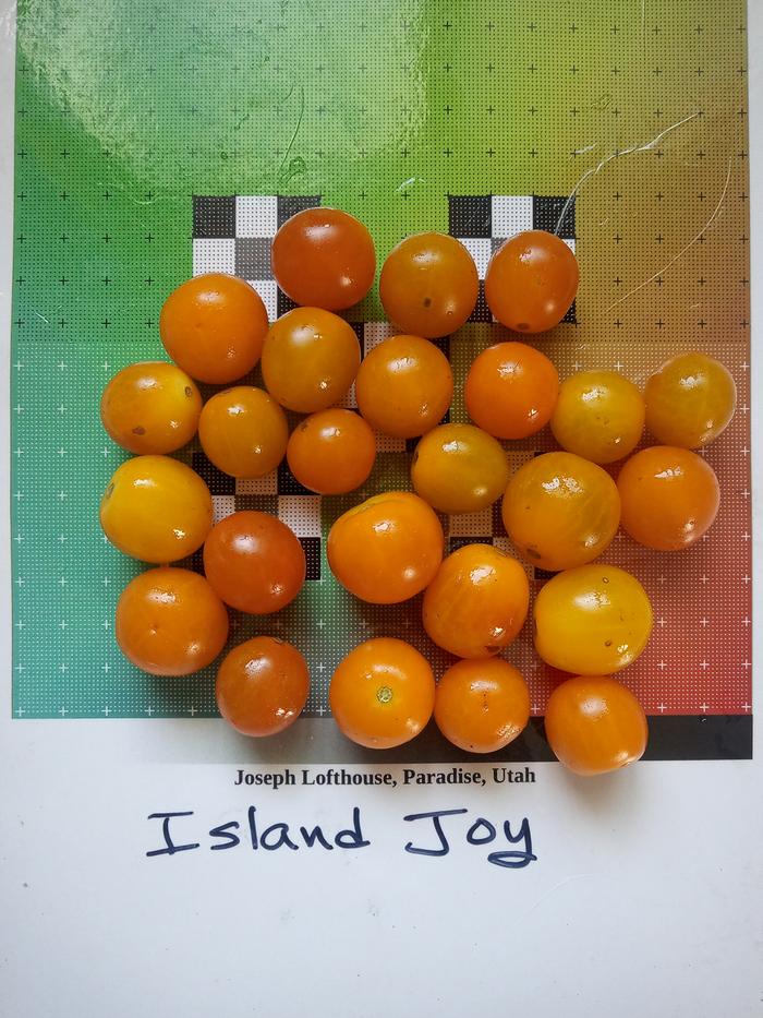 island joy tomato