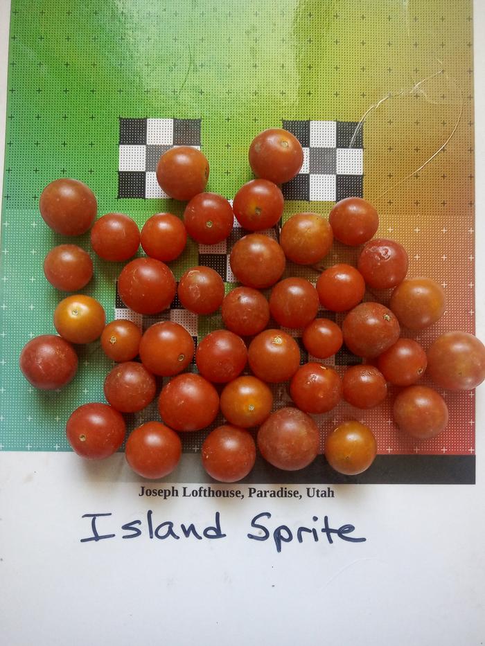 island sprite tomato