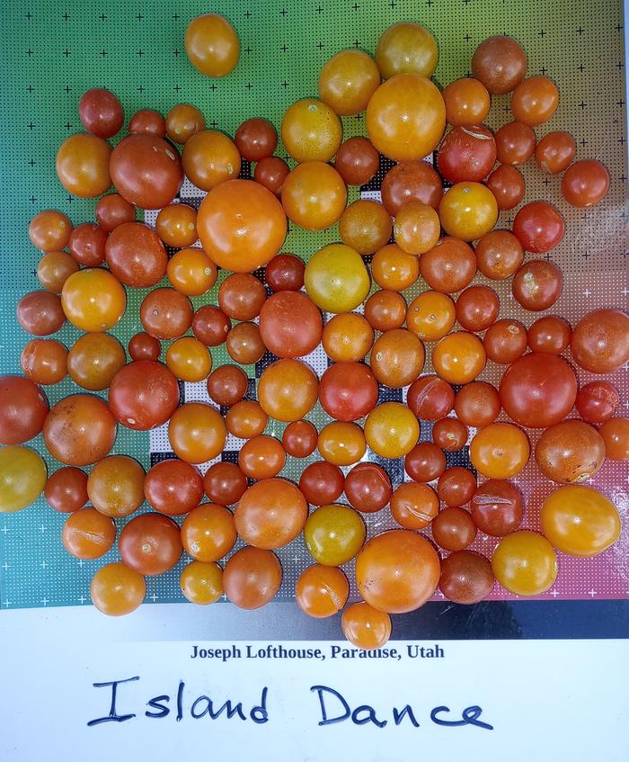 Island Dance tomato