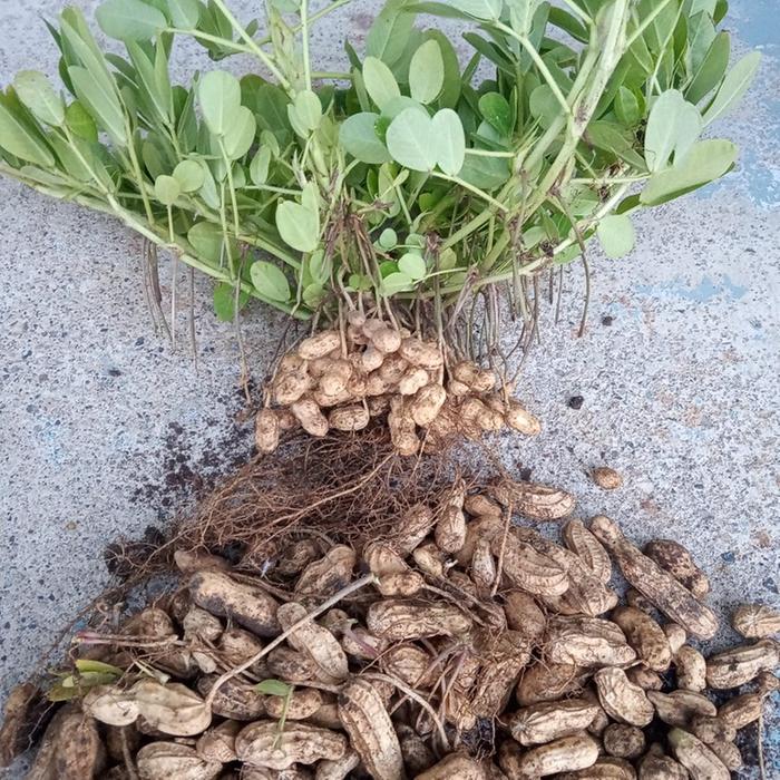 peanuts