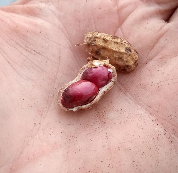 red skinned peanuts