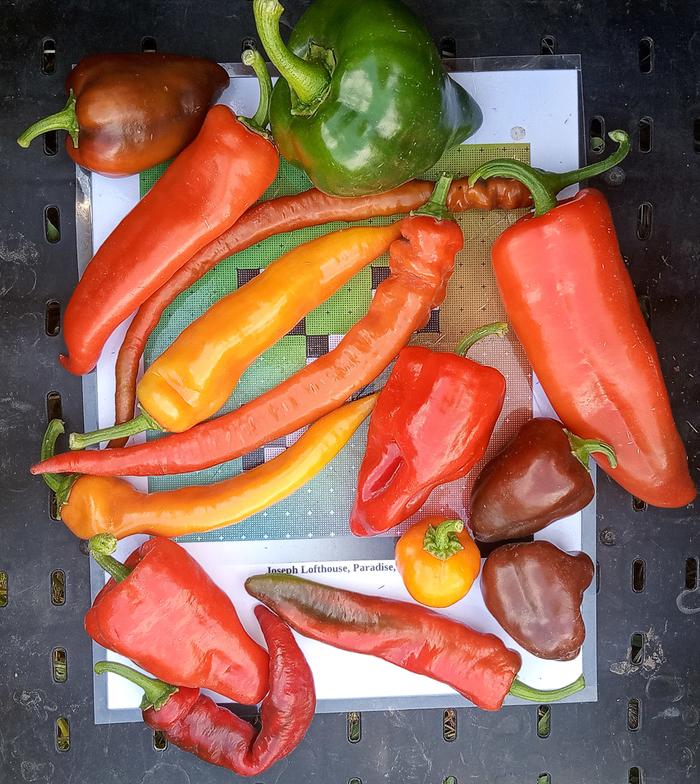Going To Seed sweet peppers