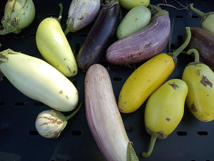 eggplant