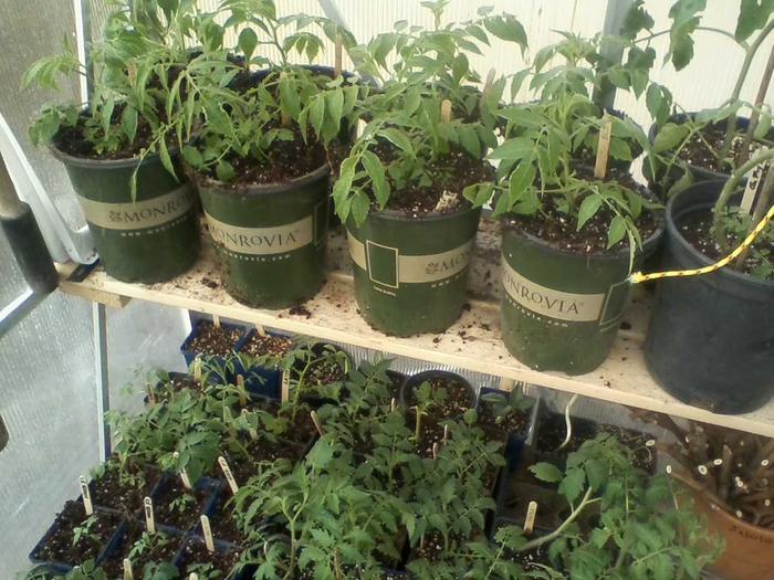 Polyamorous and auto-hybridizing tomato breeding project