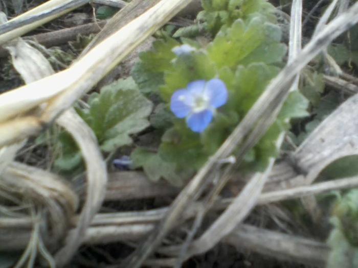 Micro-flower