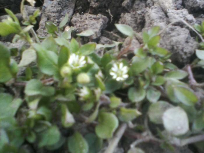 Micro-flower