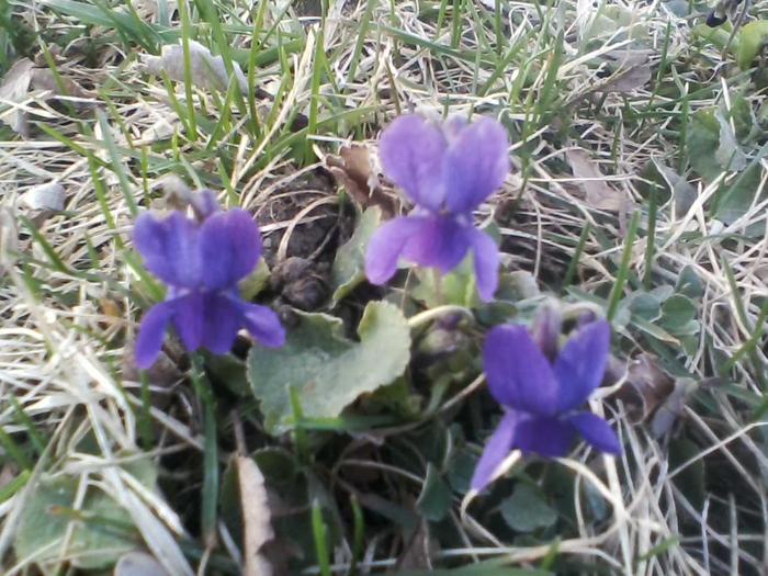 Violets