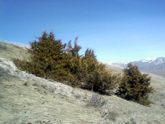 Grove of Juniper trees planted about 50 years ago