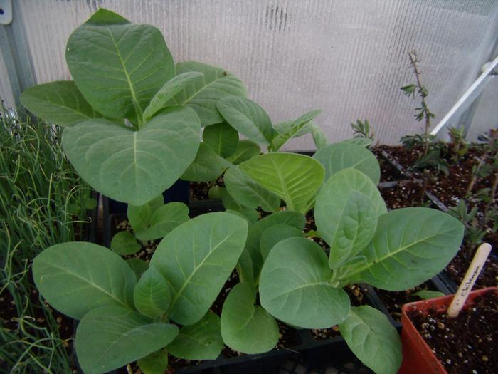 Tobacco plants.