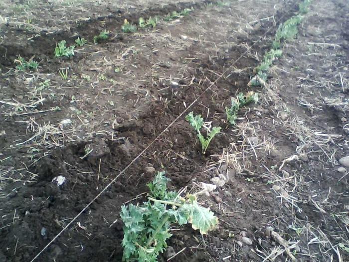 Winter hardy Kale.