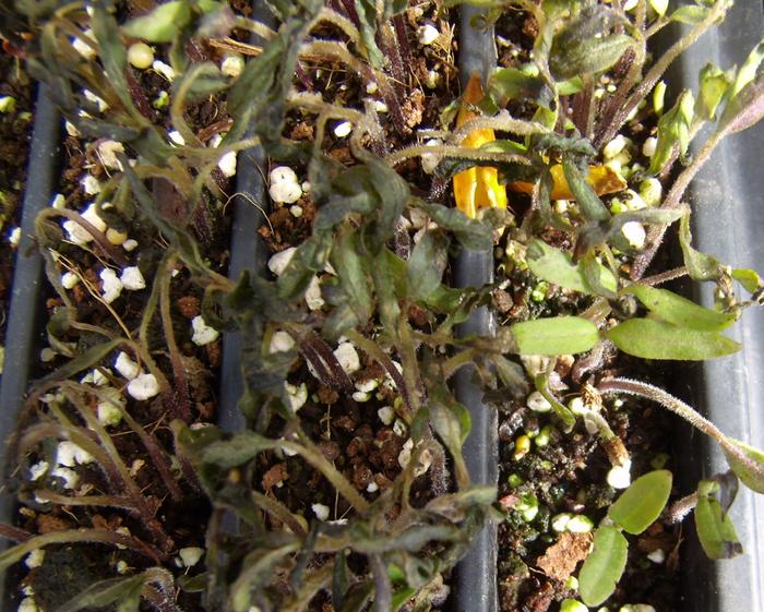 One variety of tomato did excellent on frost tolerance testing.