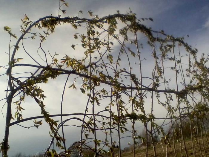 Pea trellis