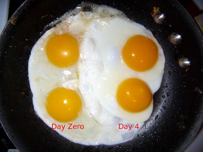 Comparing eggs before and after feeding high carotene corn