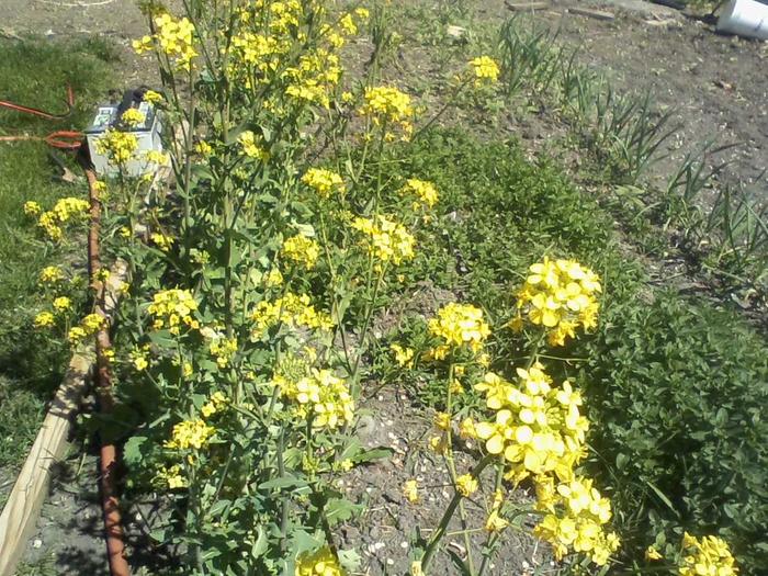 Turnip-seed crop flowering