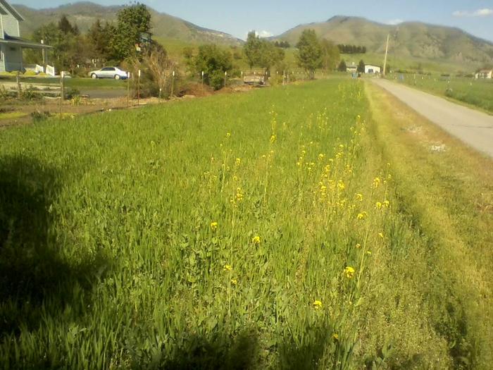 Overwintered cover crop