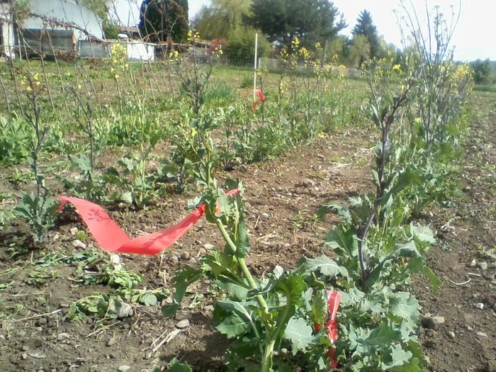 Using flags to mark special plants in a kale breeding project.