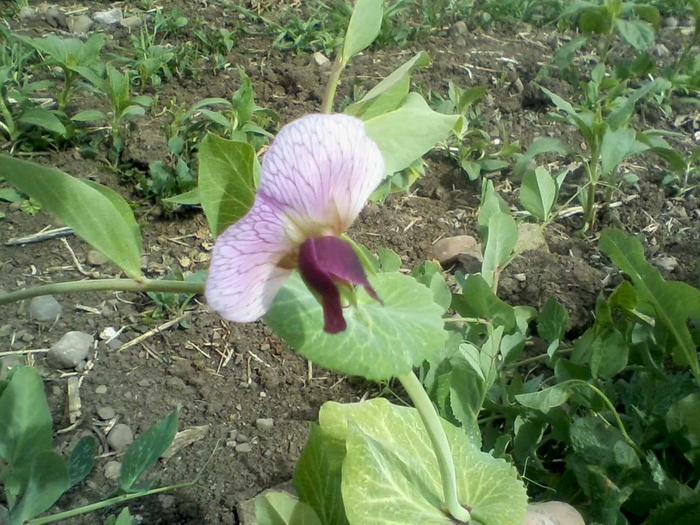 Winter-hardy shelling pea