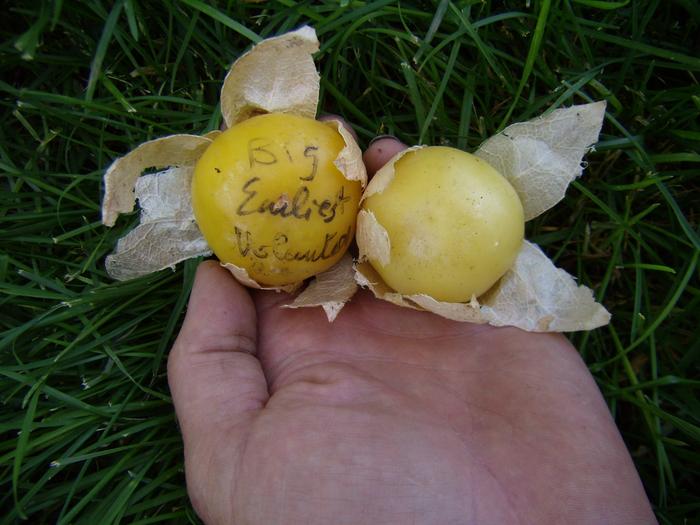 Long-keeping tomatillo (10 months since harvest)