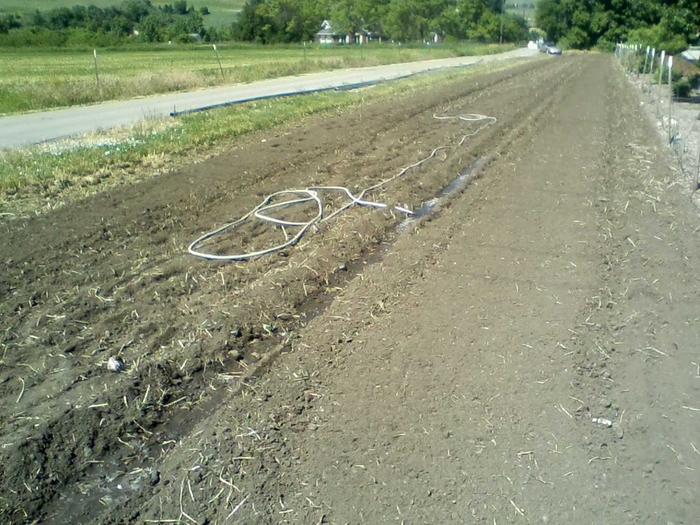 Squash field planted. June 16th, 2017