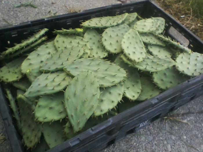 Nopales ready for market