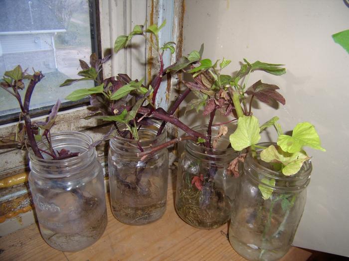 Sweet potato clones