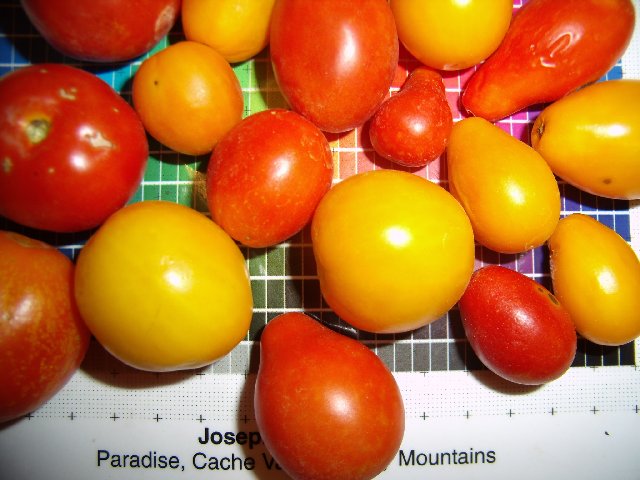 [Thumbnail for chariot-cherry-tomato.jpg]