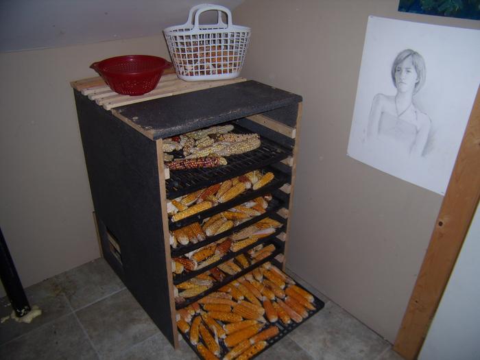 Seed drying rack with high carotene flint corn.