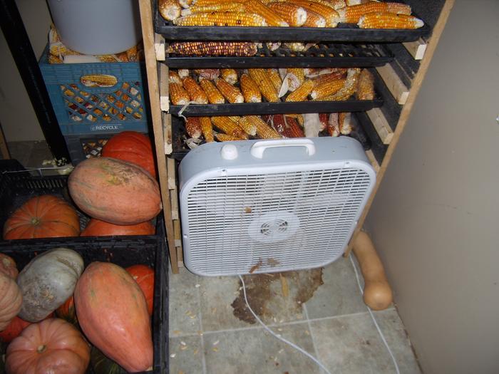 Fan in front of seed drying rack.