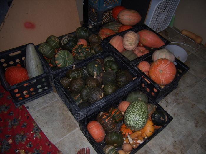 Storing squash in the seed room as well, until seeds get extracted.