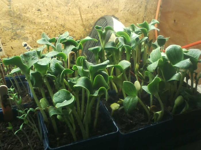 Testing germination on squash.