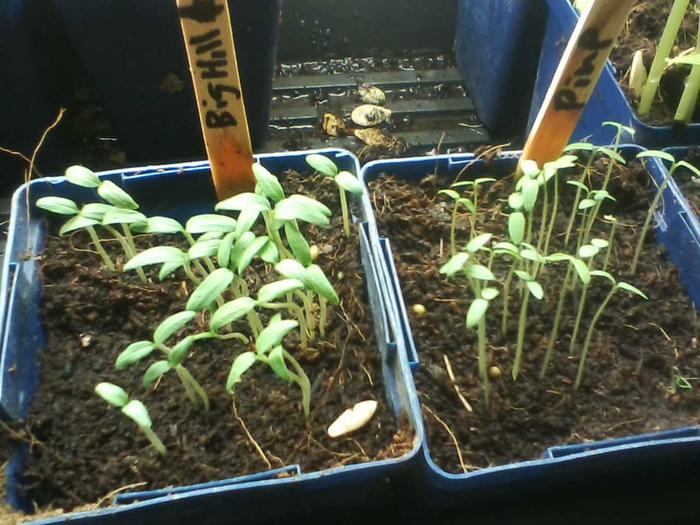 Germination testing on domestic and wild tomatoes