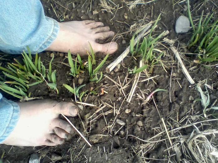 First mud. Weeding the garlic.