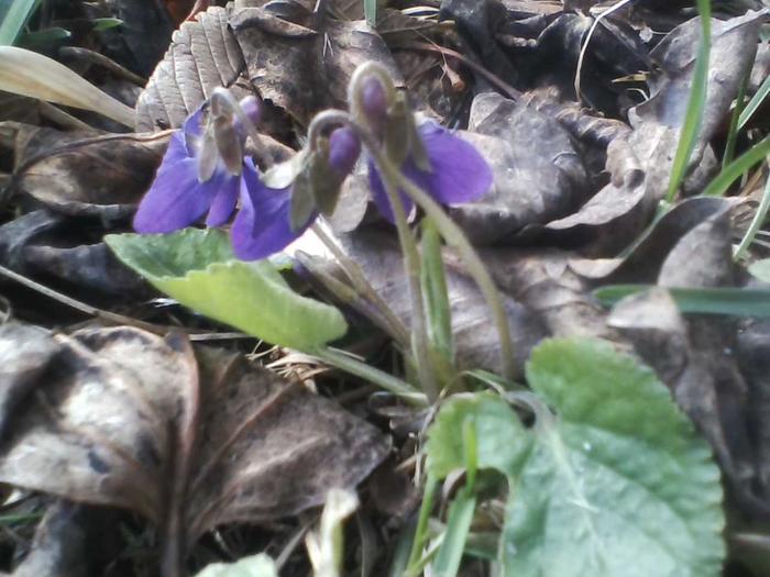 Violets grow feral here.